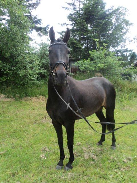 Anden særlig race Lundgaards Mulan SOLGT - Fotoshoot d. 9/7 2012 :-). billede 19