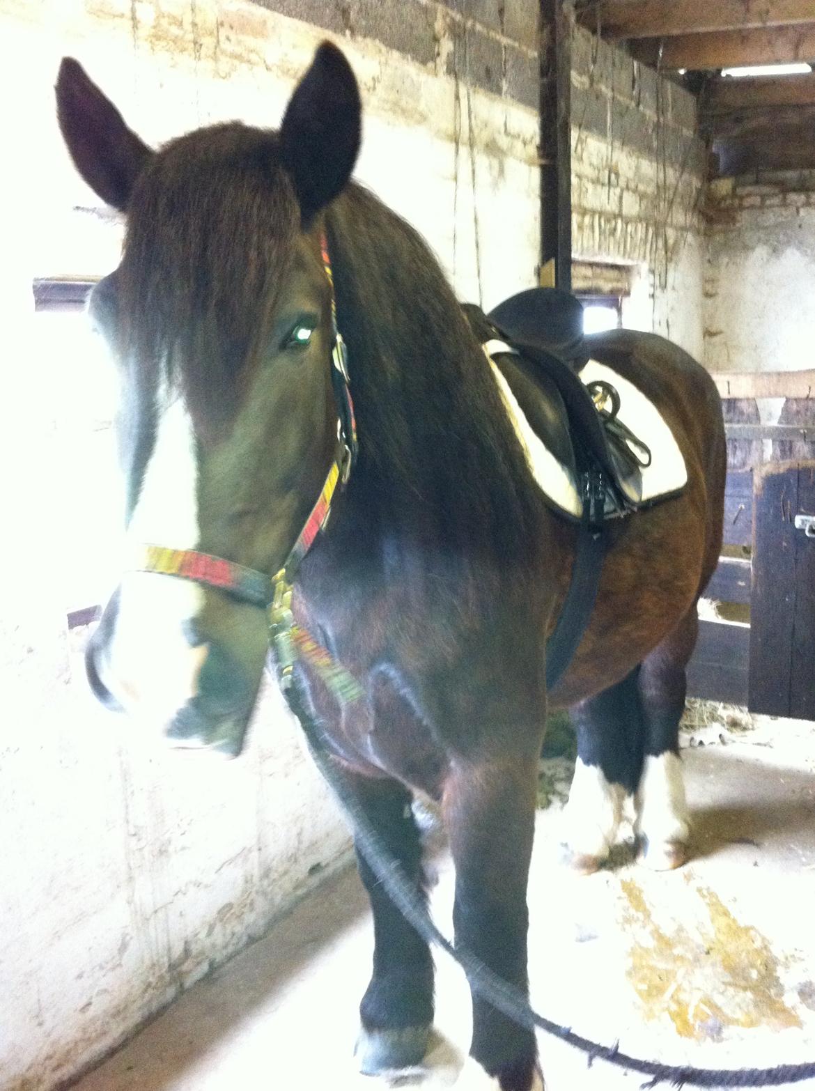 Anden særlig race Herkules billede 3