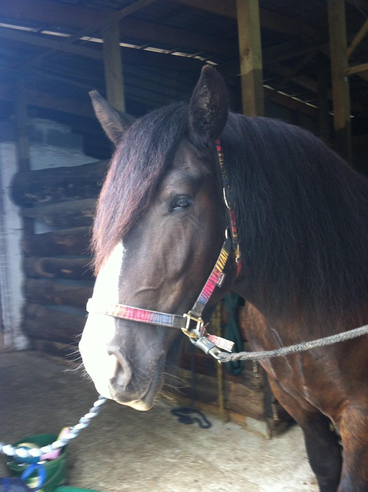 Anden særlig race Herkules billede 4