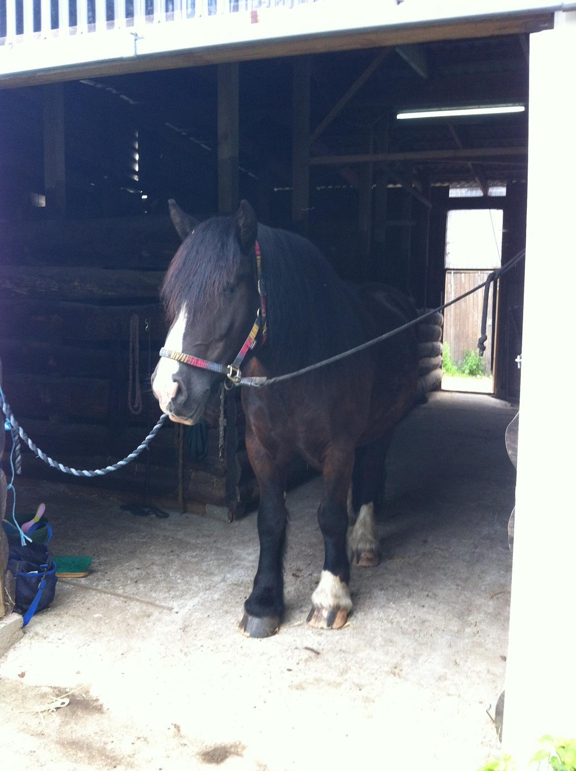 Anden særlig race Herkules - august 2012 billede 5