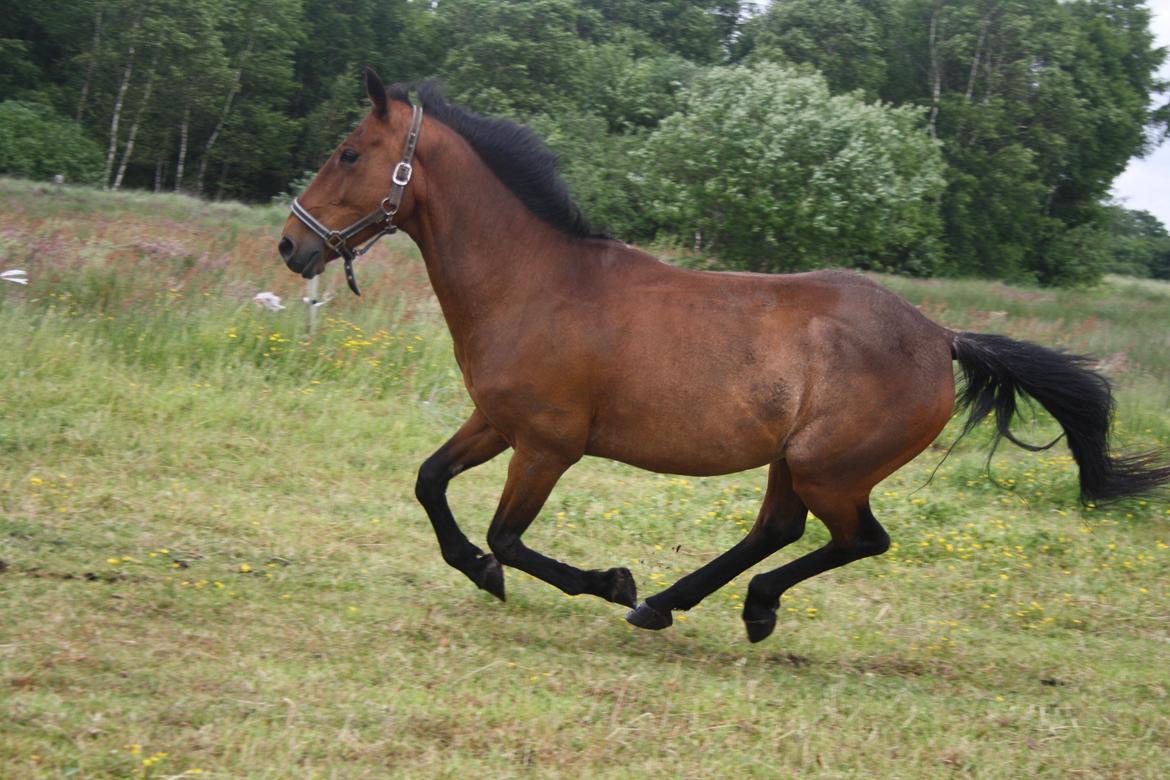 Hollandsk Sportspony Nortan <3 *best friend* (Dengsen) - Too young to die, too old to cry, too much love til say goodbye billede 10