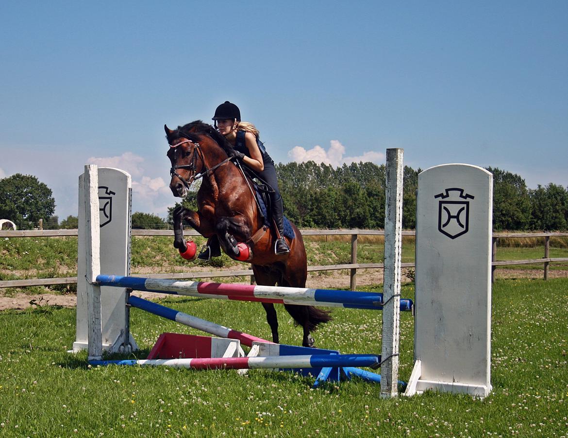 New Forest Sirius Hippios billede 12