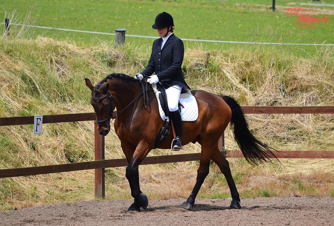 Dansk Varmblod Argos billede 6