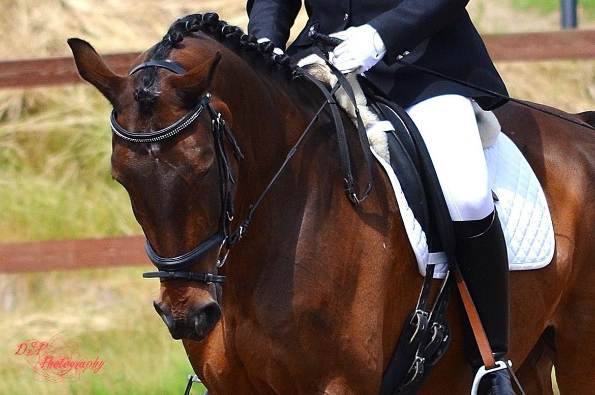 Dansk Varmblod Argos billede 2