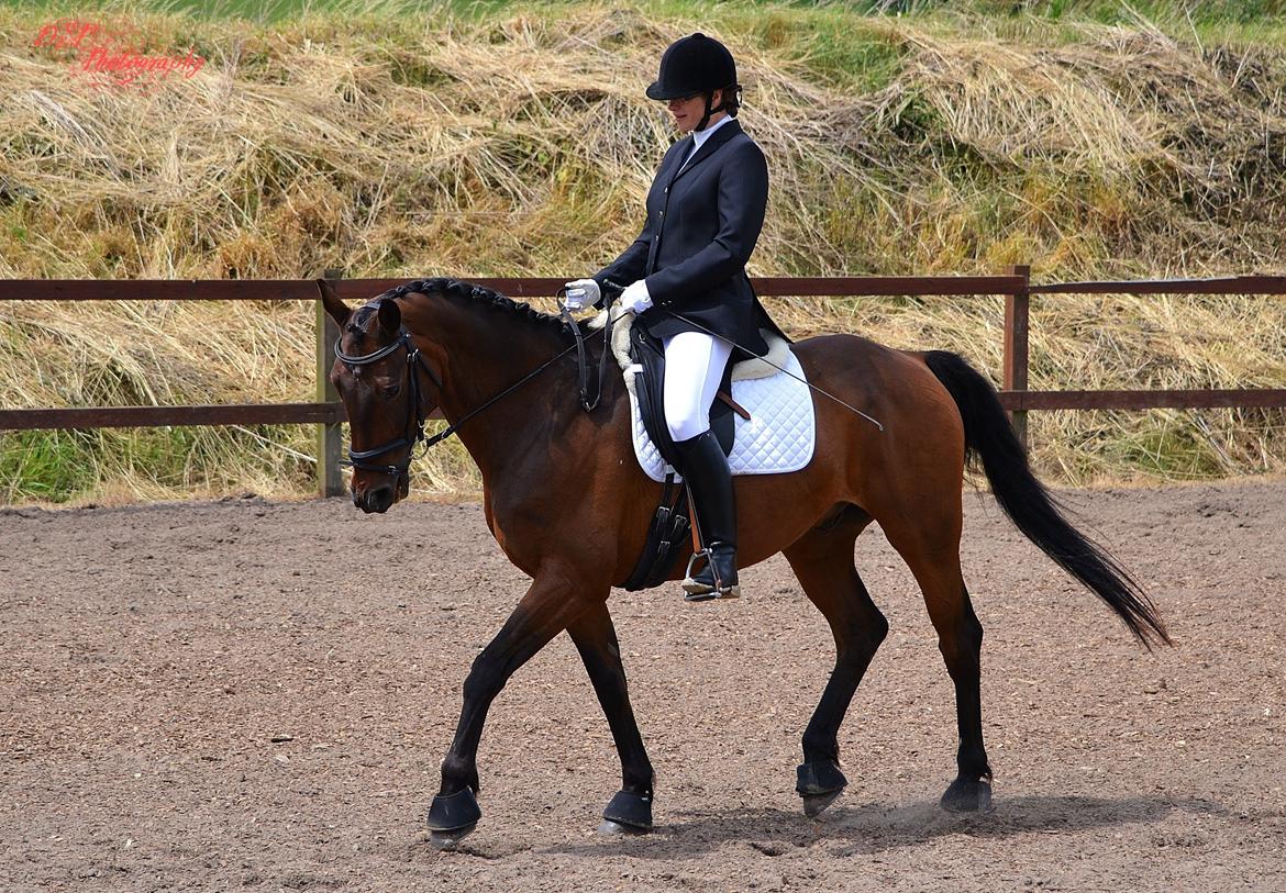 Dansk Varmblod Argos billede 3