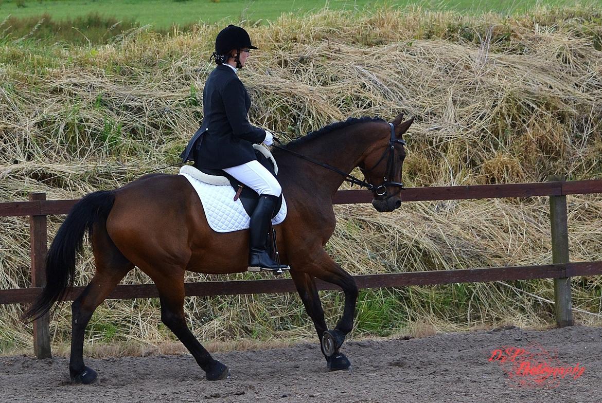 Dansk Varmblod Argos billede 4