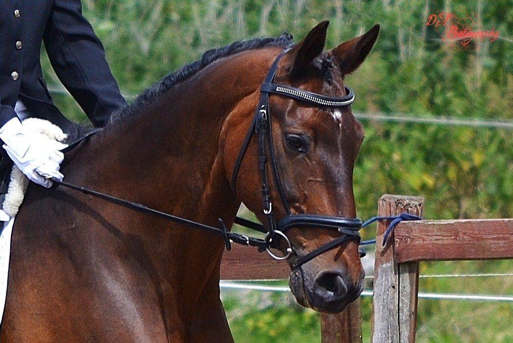 Dansk Varmblod Argos billede 5