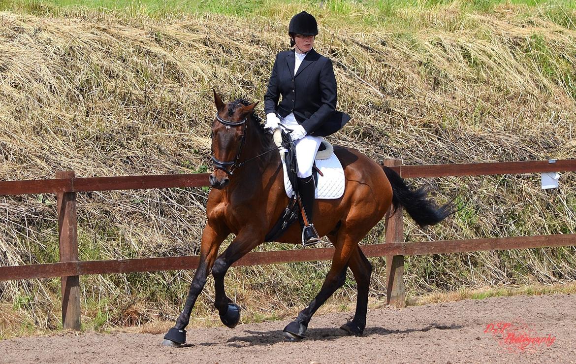 Dansk Varmblod Argos billede 1