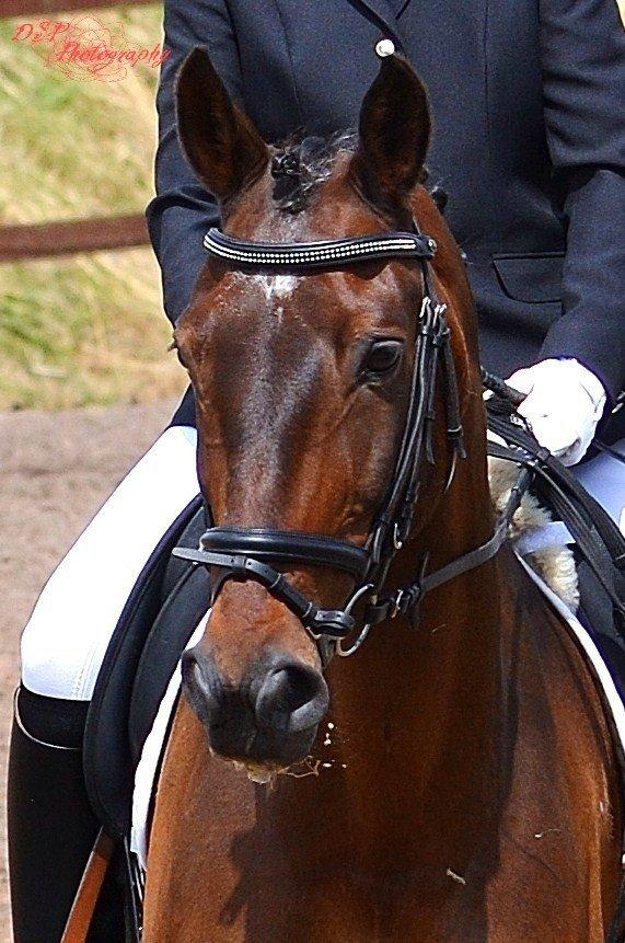 Dansk Varmblod Argos billede 7