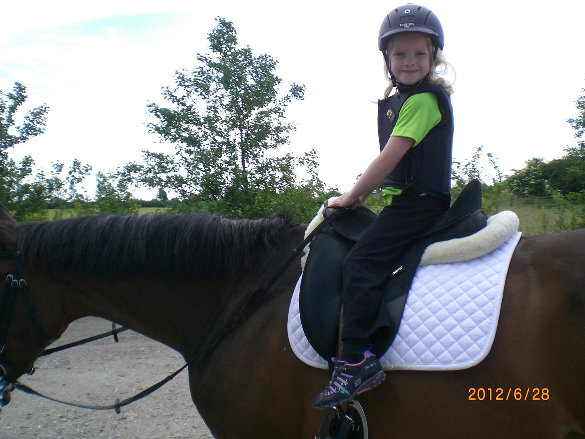 Dansk Varmblod Argos billede 8