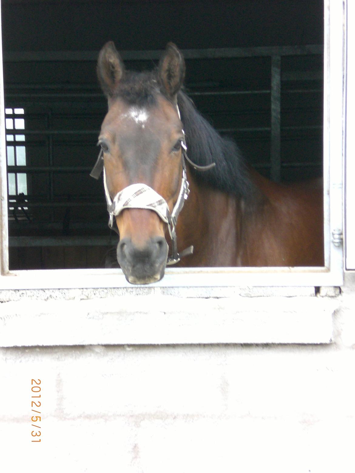 Dansk Varmblod Argos billede 9