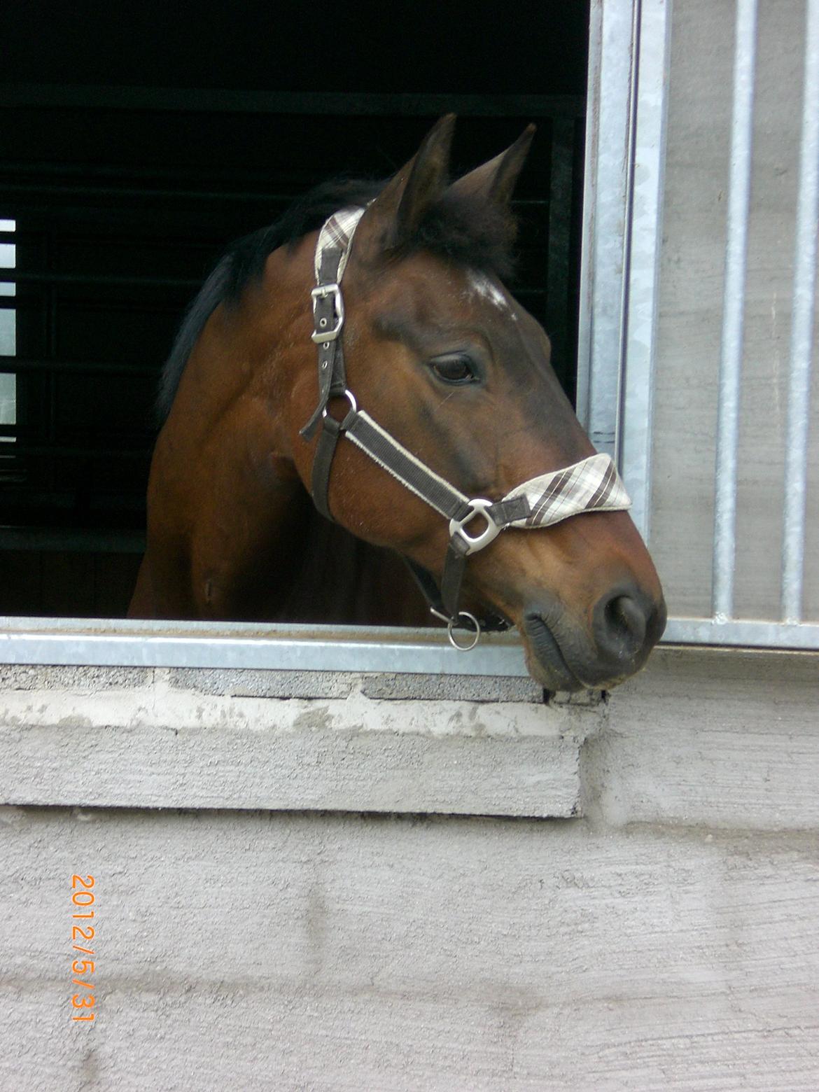 Dansk Varmblod Argos billede 10