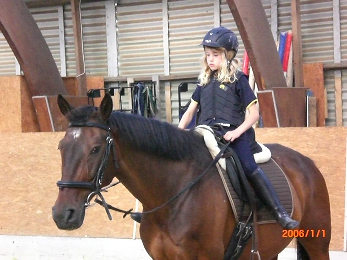 Dansk Varmblod Argos billede 11