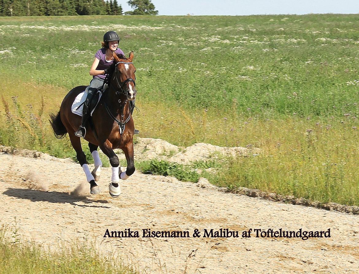 Oldenborg • Malibu af Toftelundgaard • billede 14
