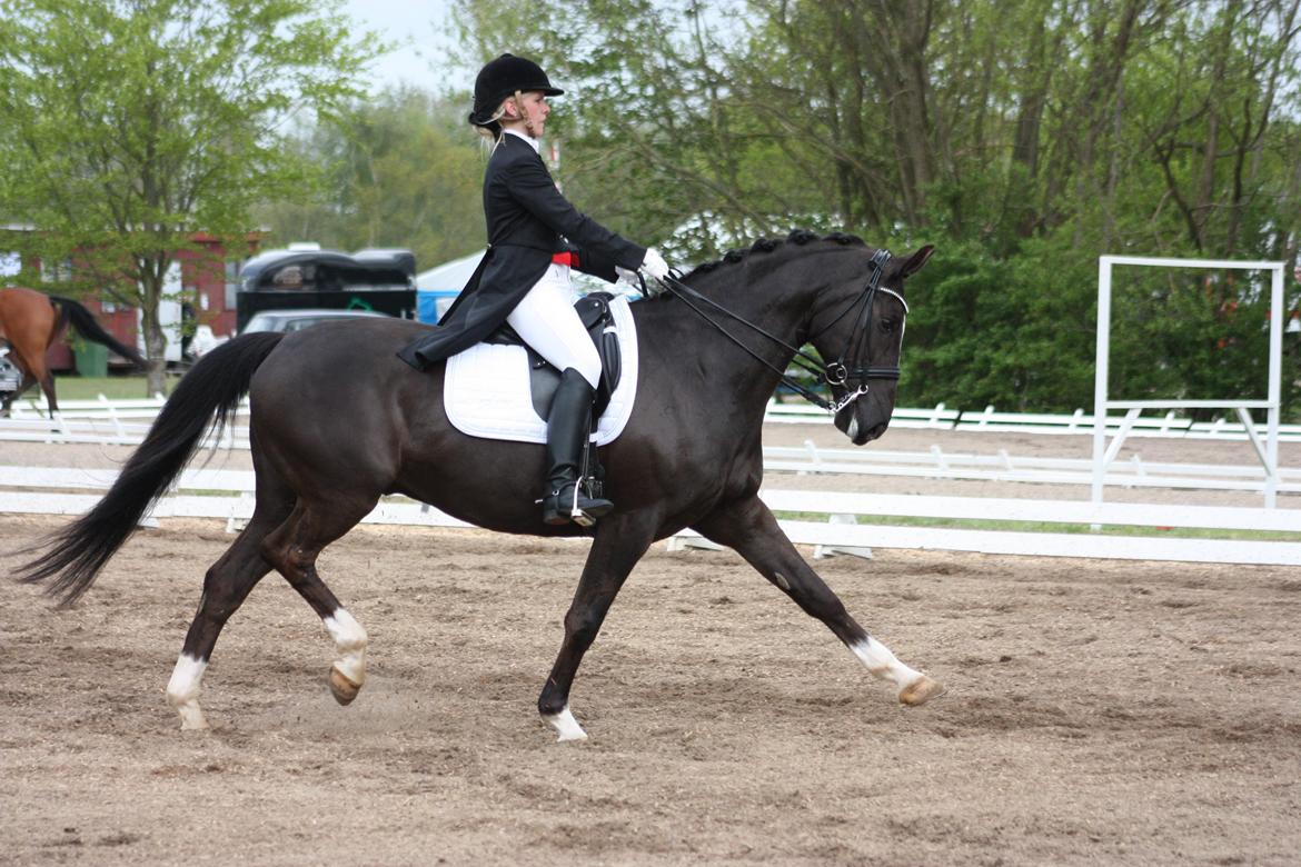 Dansk Varmblod Kastaniegårdens Charleston. - Koldning 2012 - Ecco cup. billede 2