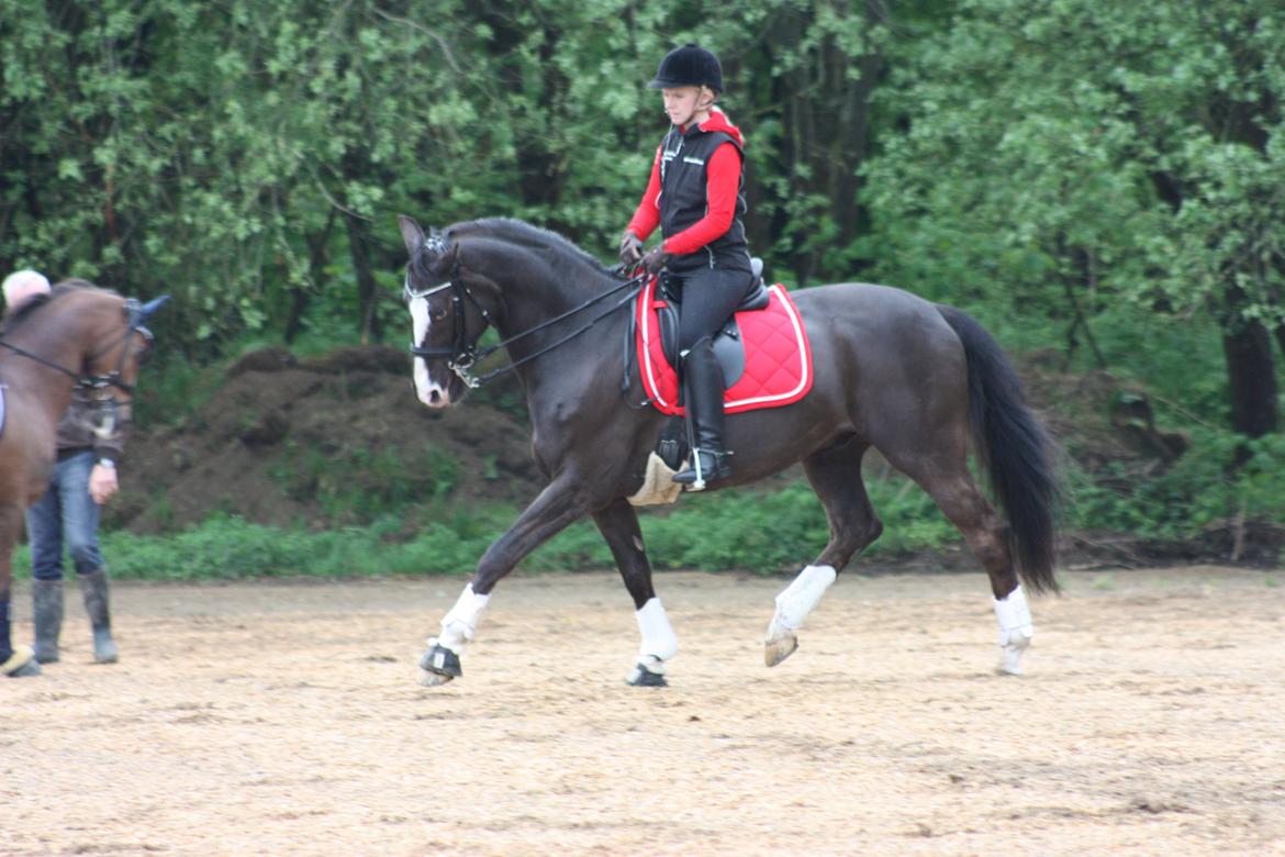 Dansk Varmblod Kastaniegårdens Charleston. billede 3