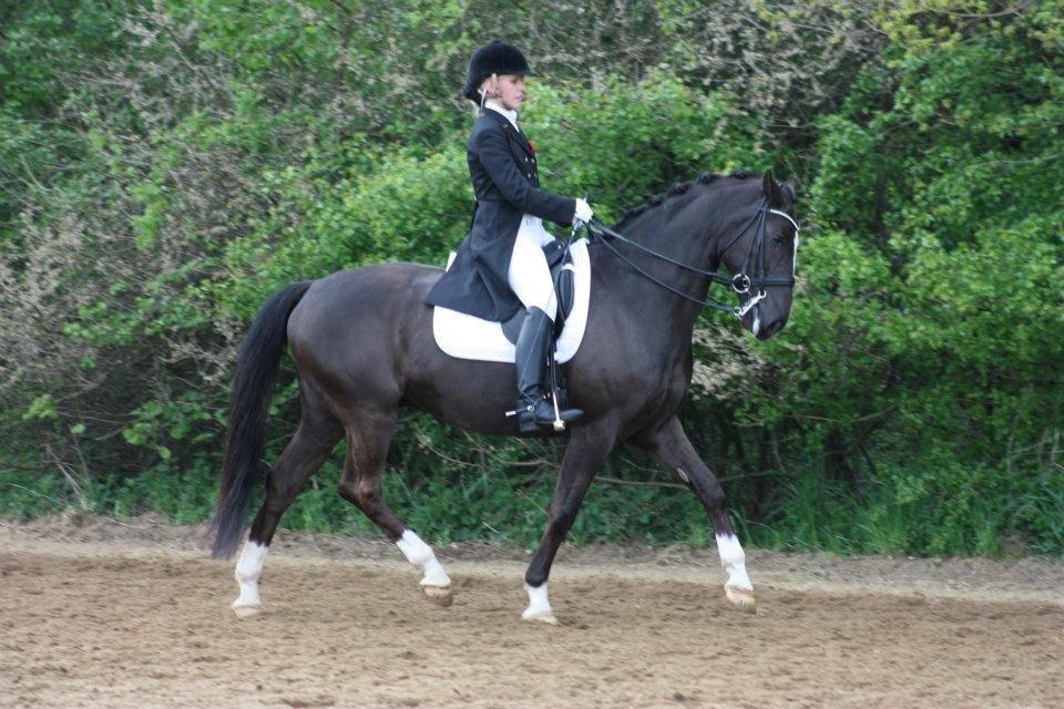 Dansk Varmblod Kastaniegårdens Charleston. billede 4