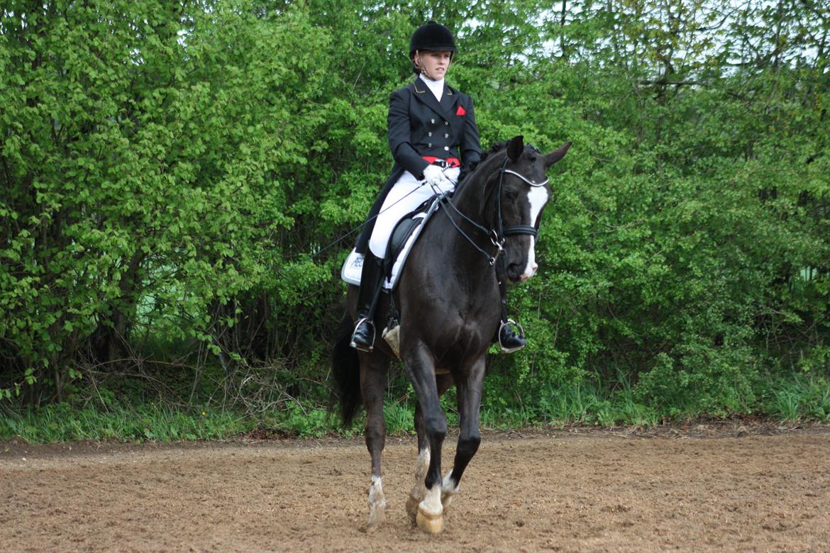 Dansk Varmblod Kastaniegårdens Charleston. billede 5