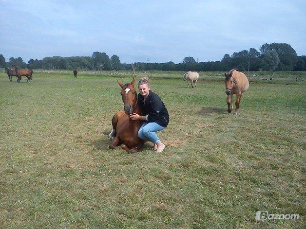 Dansk Varmblod Dalia Imhoff - Hygge på folden :) billede 8