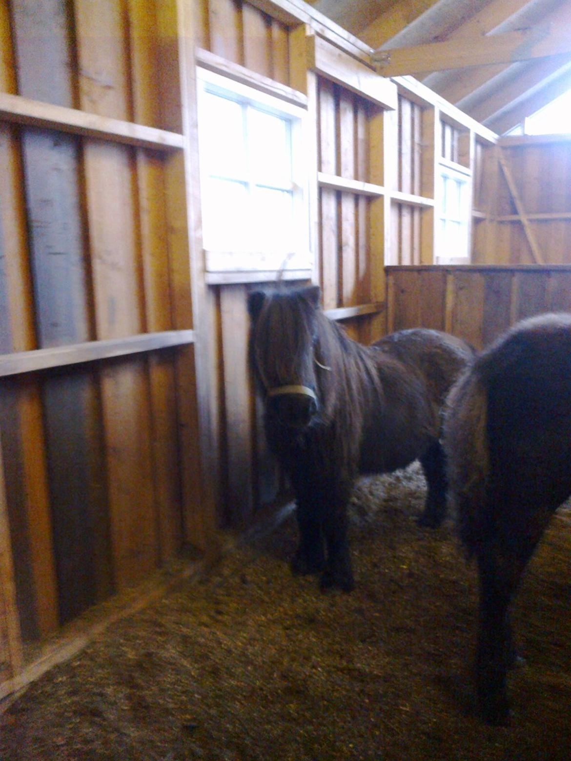 Shetlænder line - .....<3 billede 6