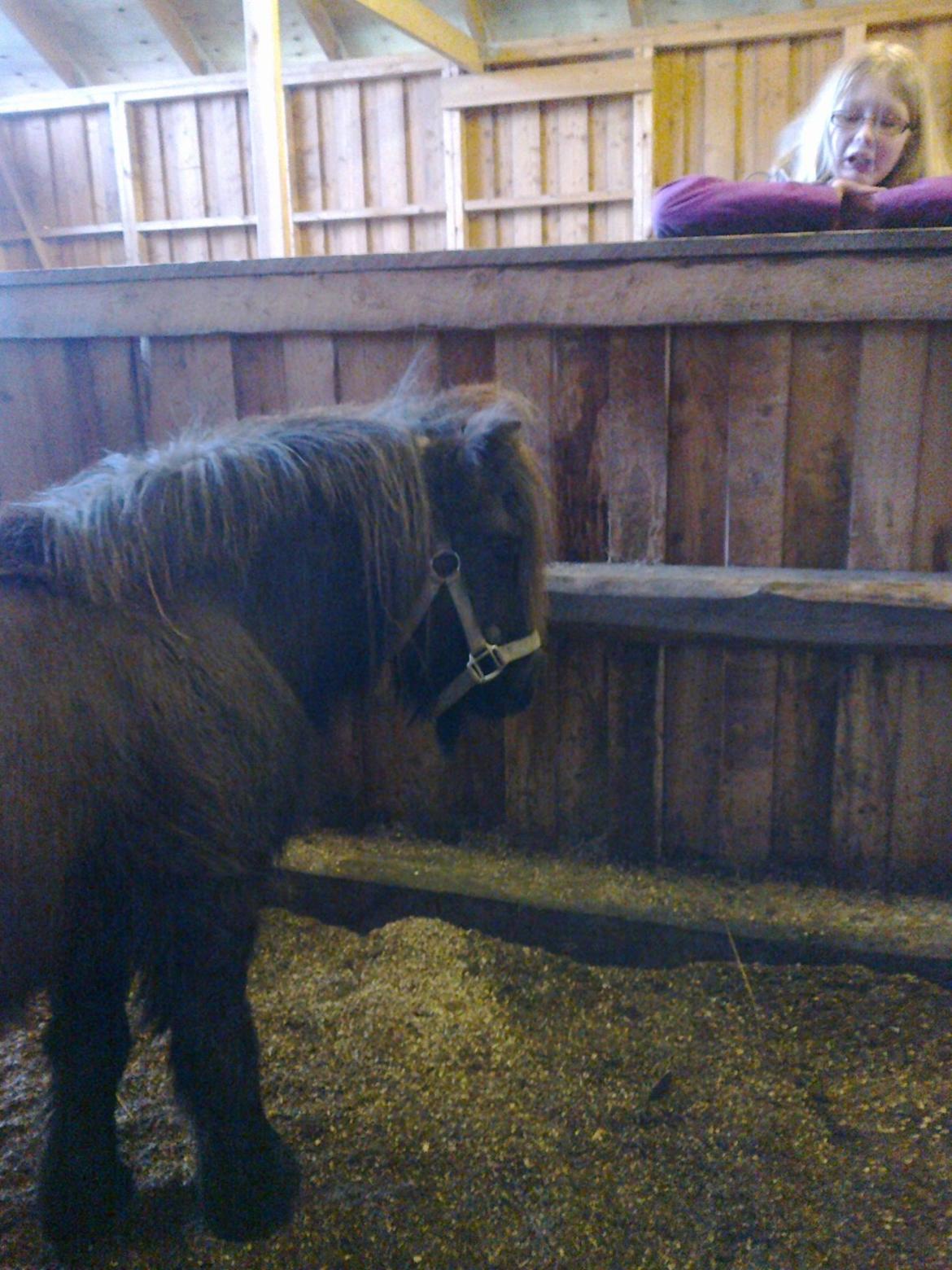 Shetlænder line - Line chiller lige lidt ovre ved Caroline  billede 7