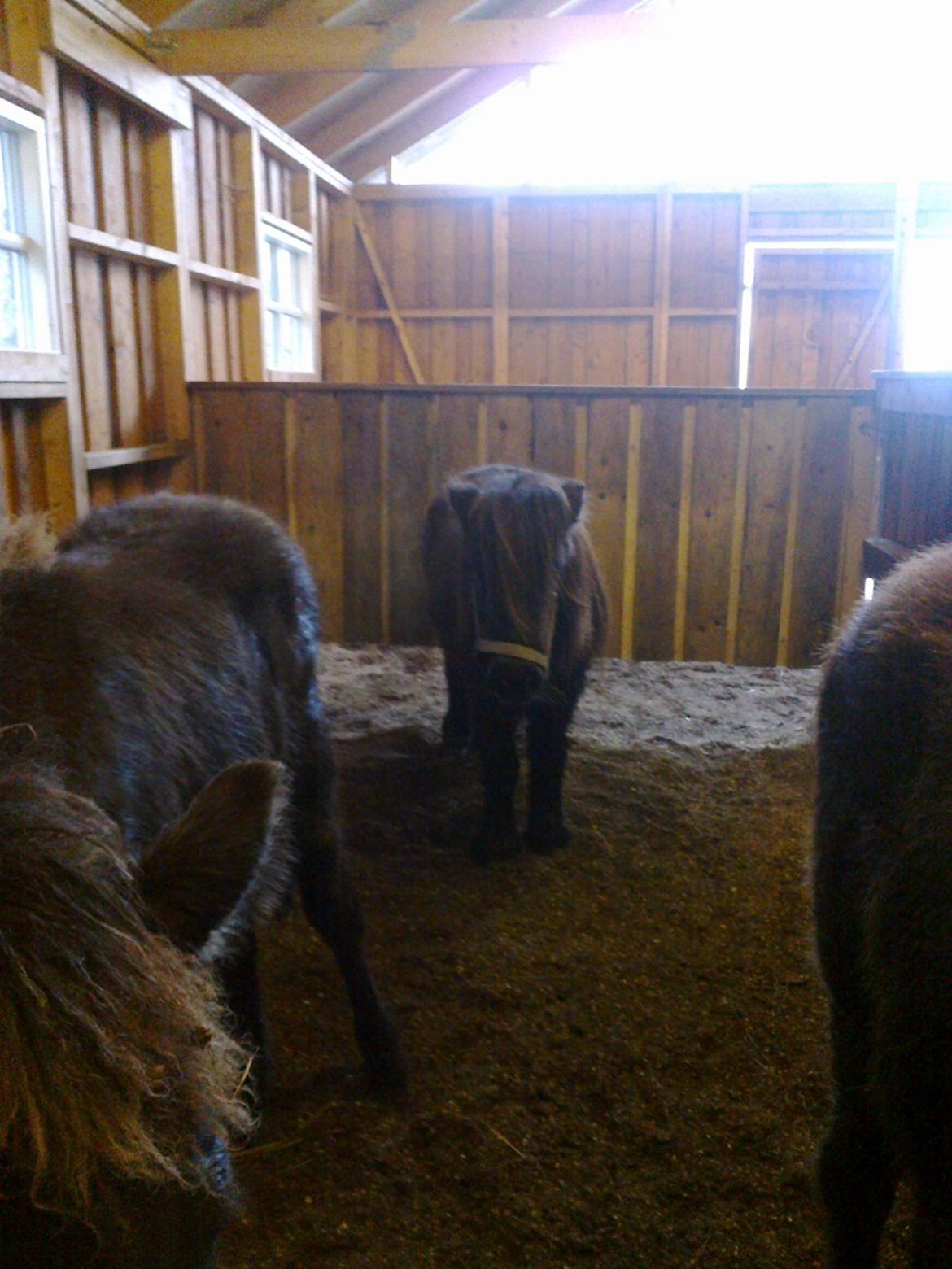 Shetlænder line - line<3<3 billede 8