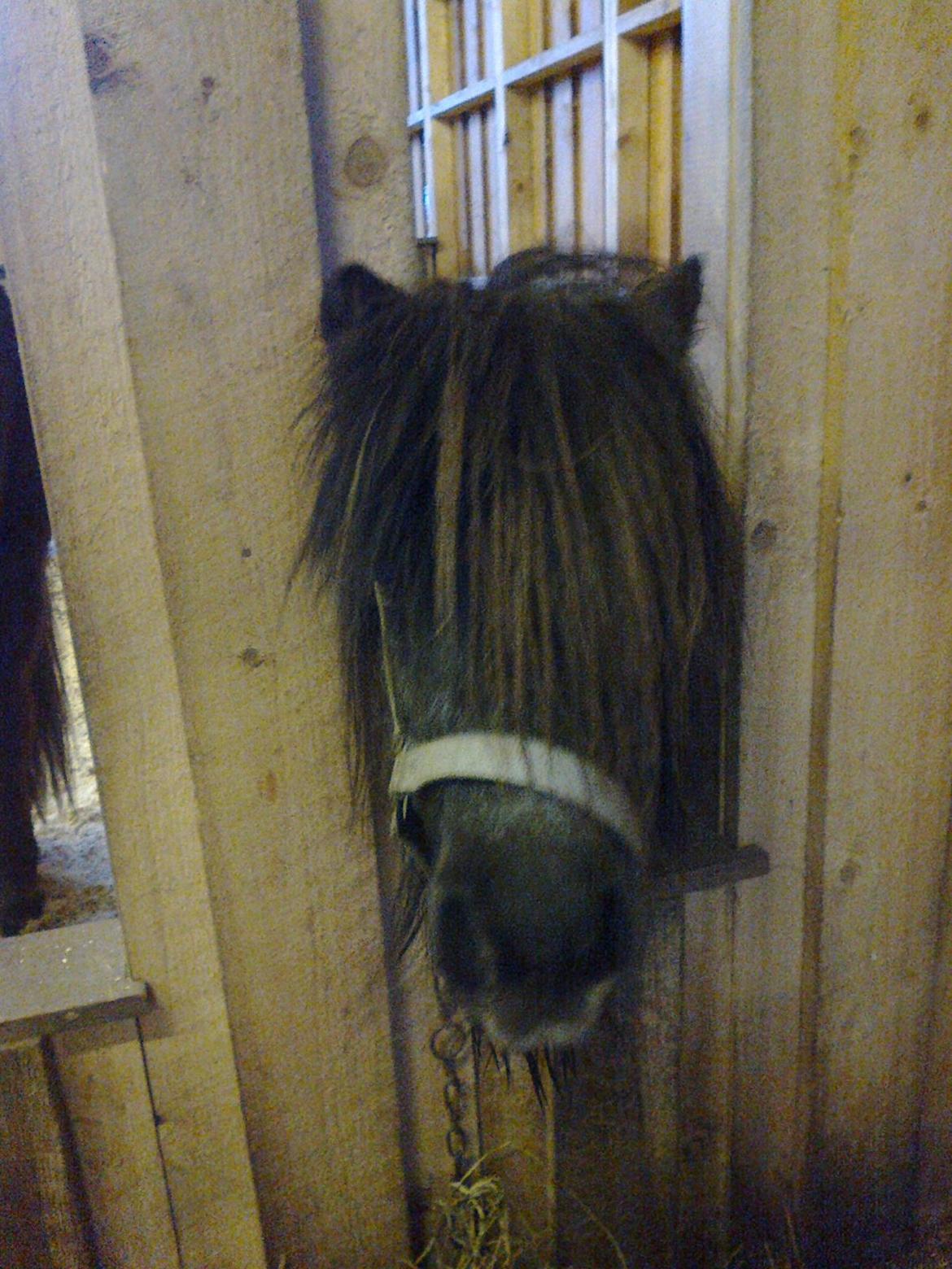 Shetlænder line - '' så er der vist mad jeg må hellere stille mig og se rigtig sød ud :)'' billede 9