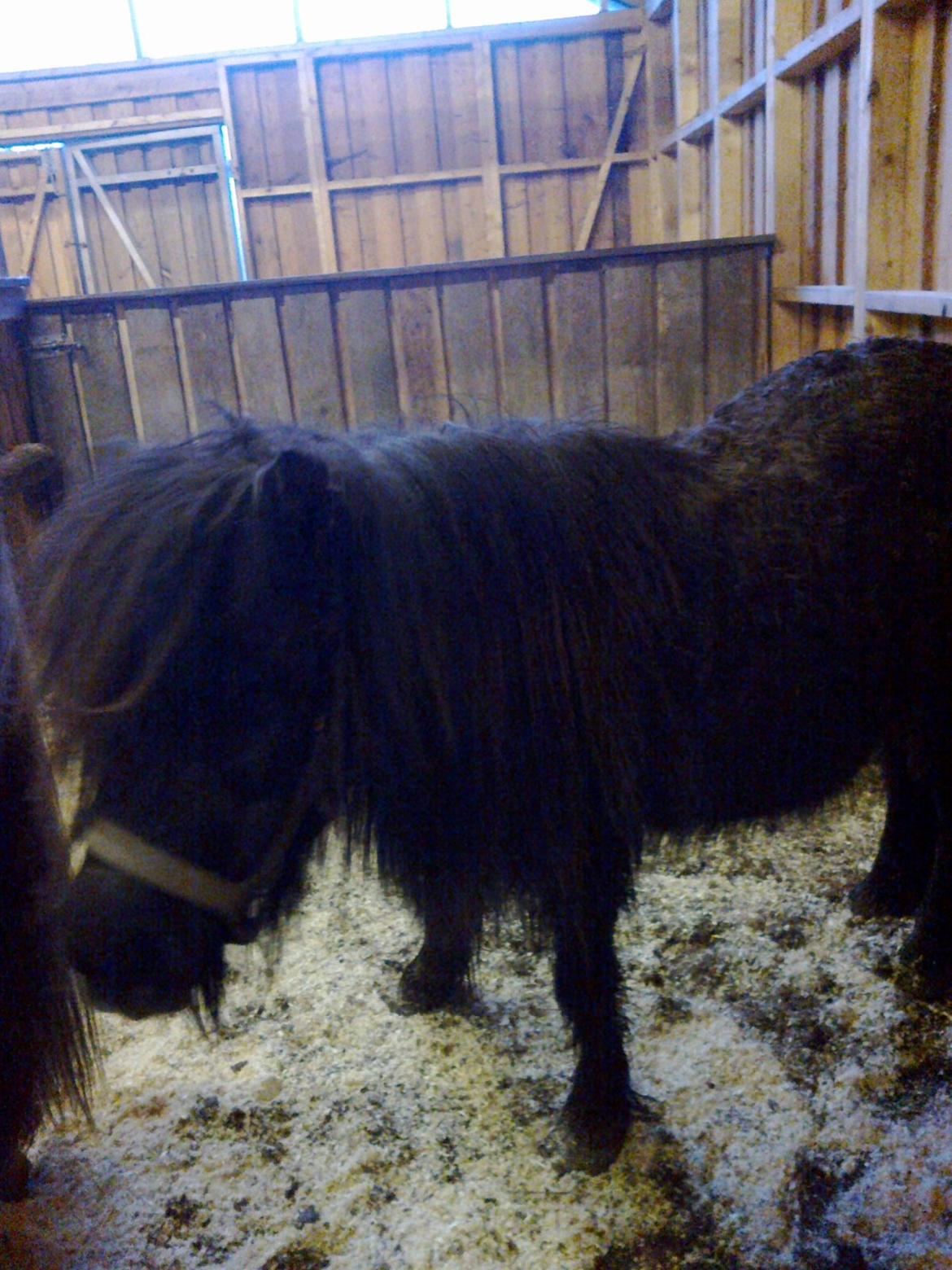 Shetlænder line - VIINTER...
nedern:/ line og mig kan ikke lide vinter...  billede 10