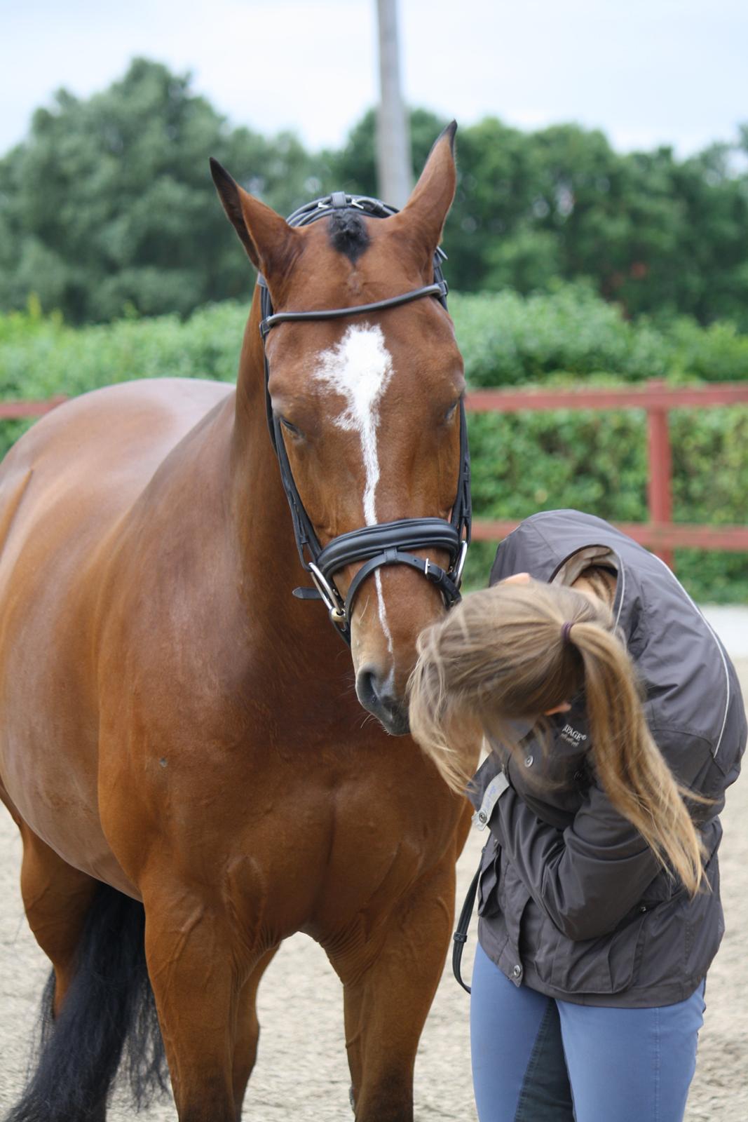 Hannoveraner Baron Von Burweg - MIn elskede hest !! <3  billede 18