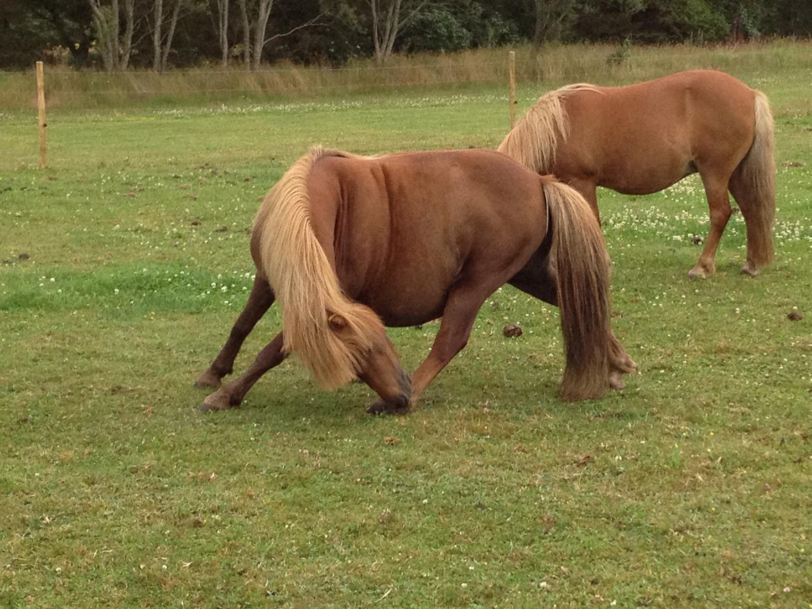 Shetlænder Solgårdens Lotte "Flotte Lotte" <3 - Det er ikke sådan at være høj gravid og så skal klø sit ben ;D billede 4