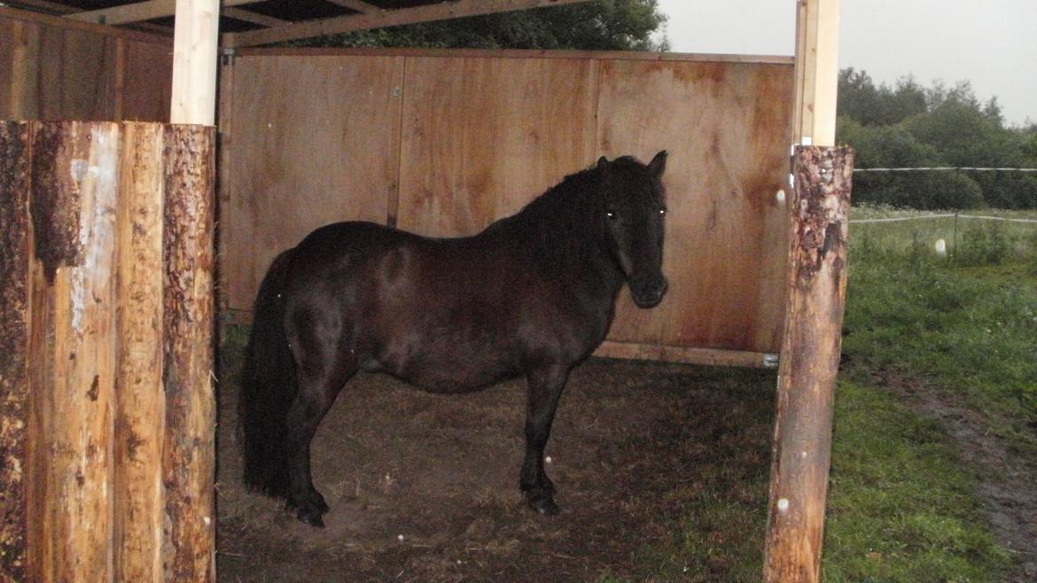 Shetlænder Snowball - Snowball i læskuret :-) billede 3