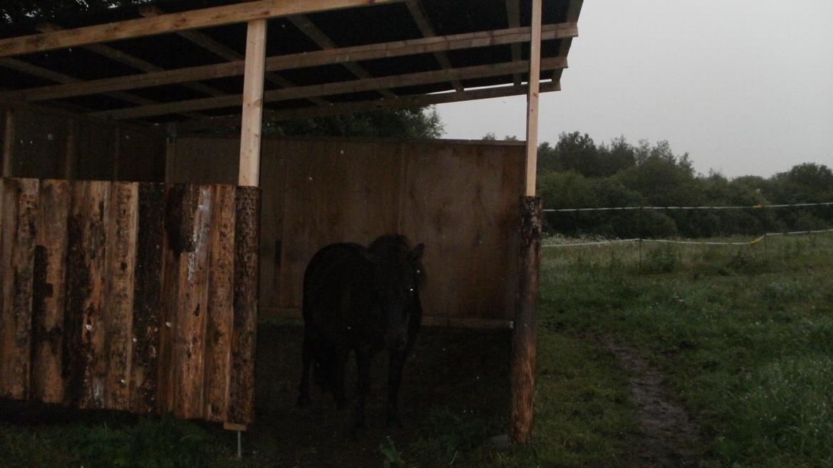 Shetlænder Snowball billede 16