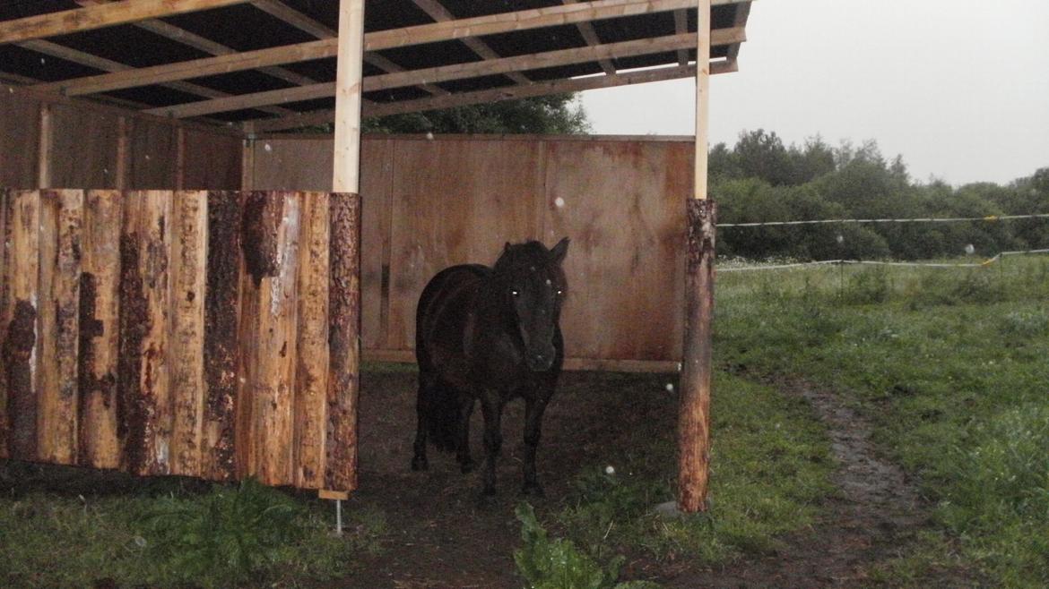 Shetlænder Snowball billede 17