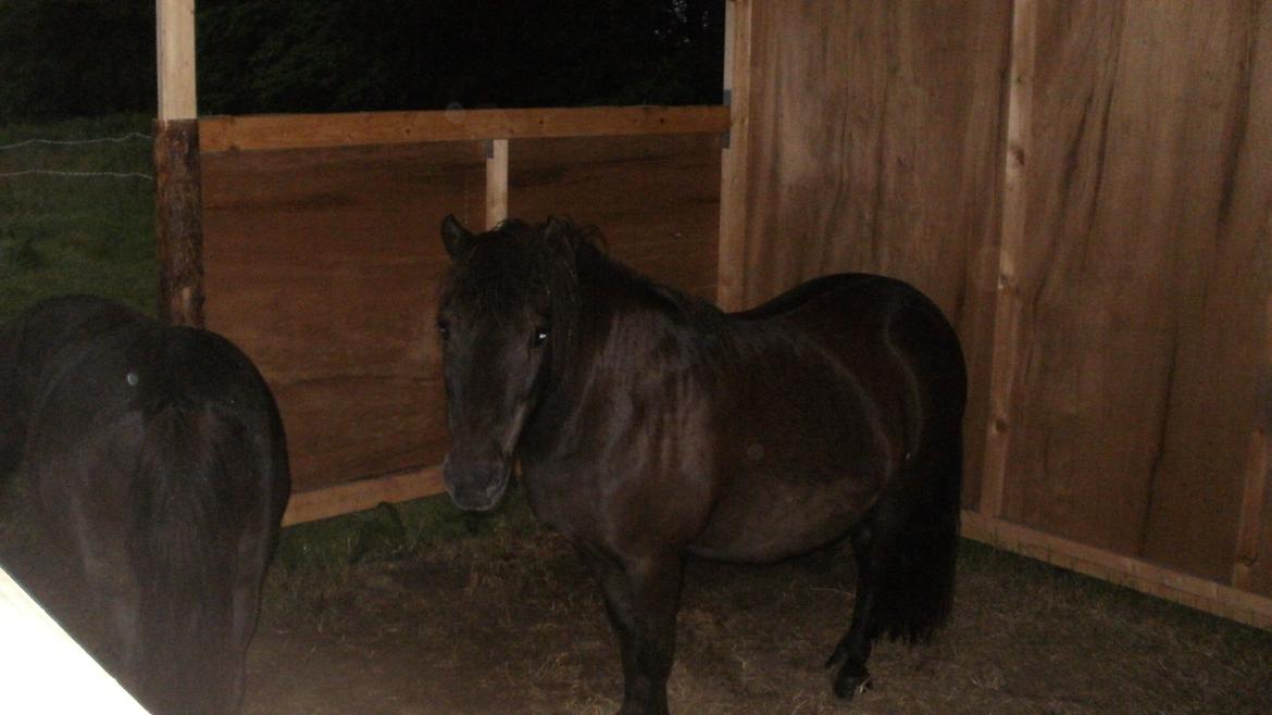 Shetlænder Snowball billede 18