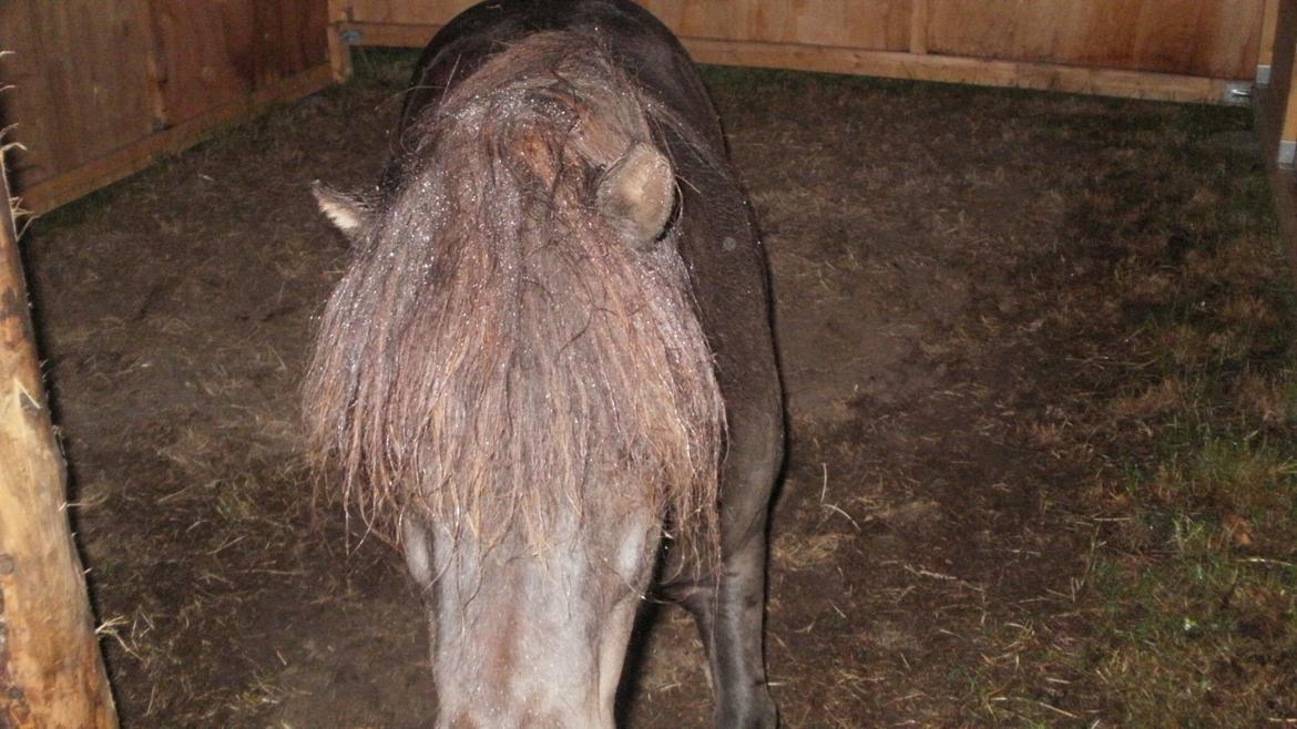 Shetlænder Princi billede 17