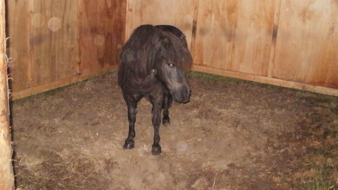 Shetlænder Princi - Princi i læskuret :-) billede 4