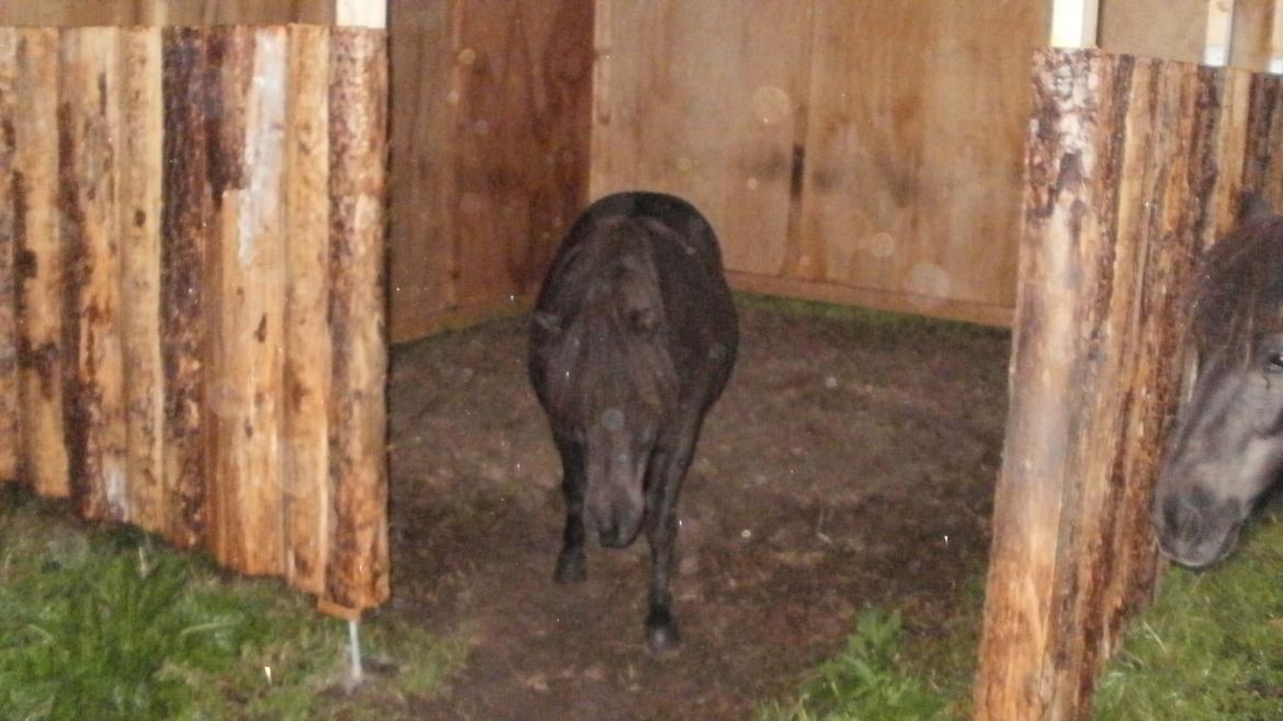 Shetlænder Princi billede 18