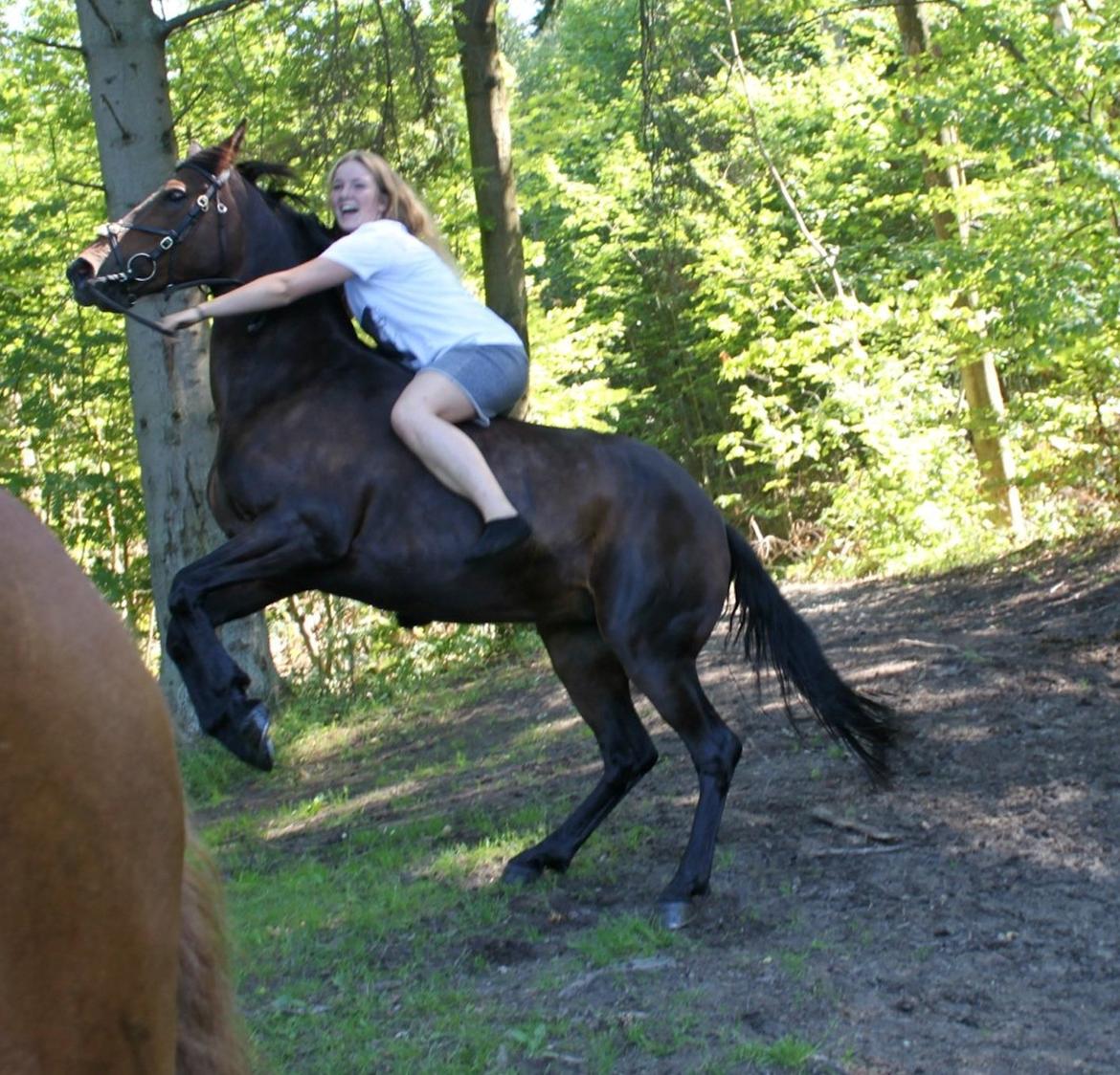 Tysk Sportspony Nixe Noel - Badetur med Noa, Emilia og Rex <3 sommer 2012 billede 7