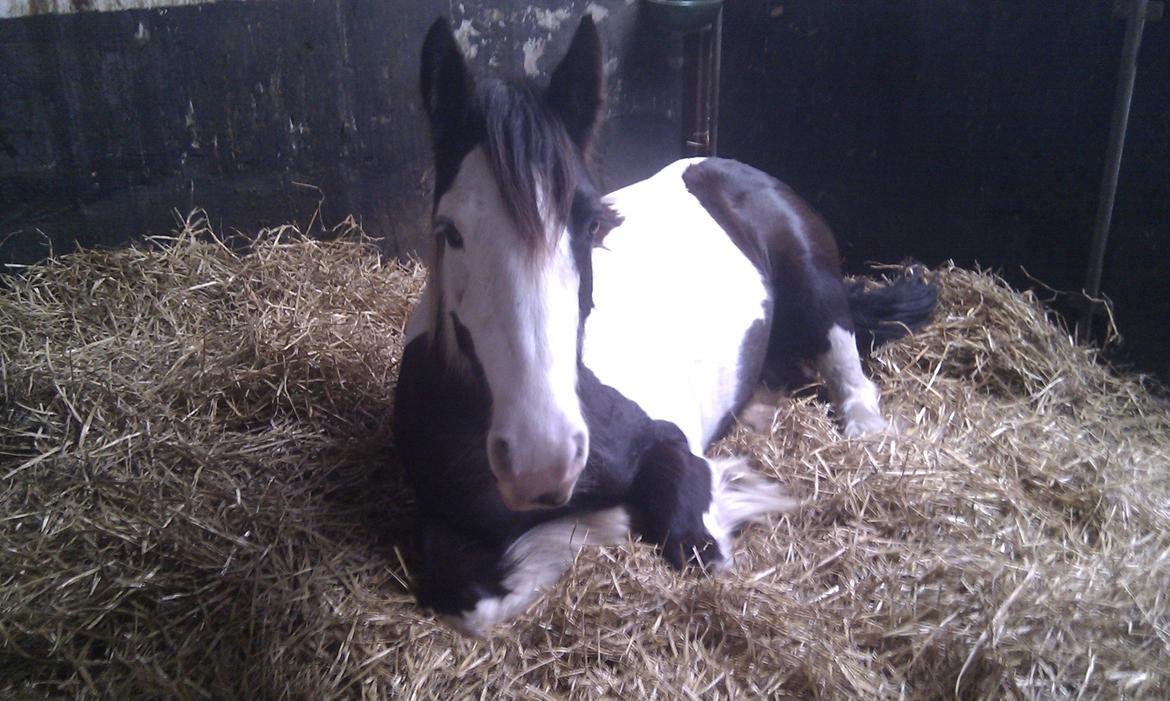 Irish Cob Diesel - Dette var så det syn jeg mødte en vinter morgen: Diesel der ligger og hygger i sin boks<3 Det er da ikke til at stå for! :-D billede 10