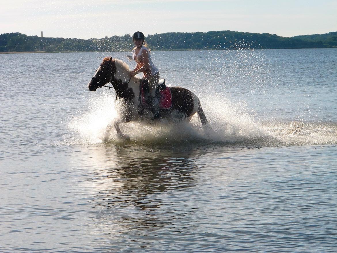Anden særlig race Sheeba billede 5