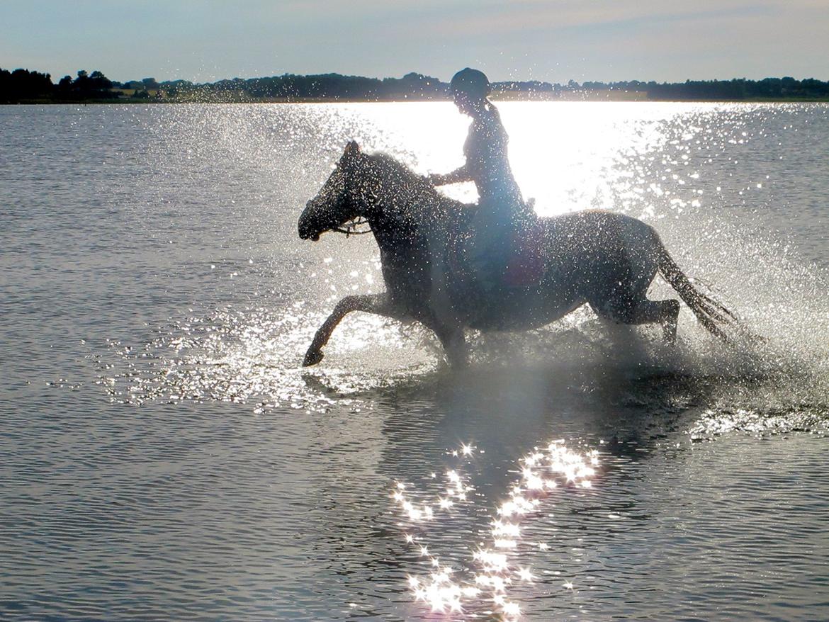 Anden særlig race Sheeba billede 10