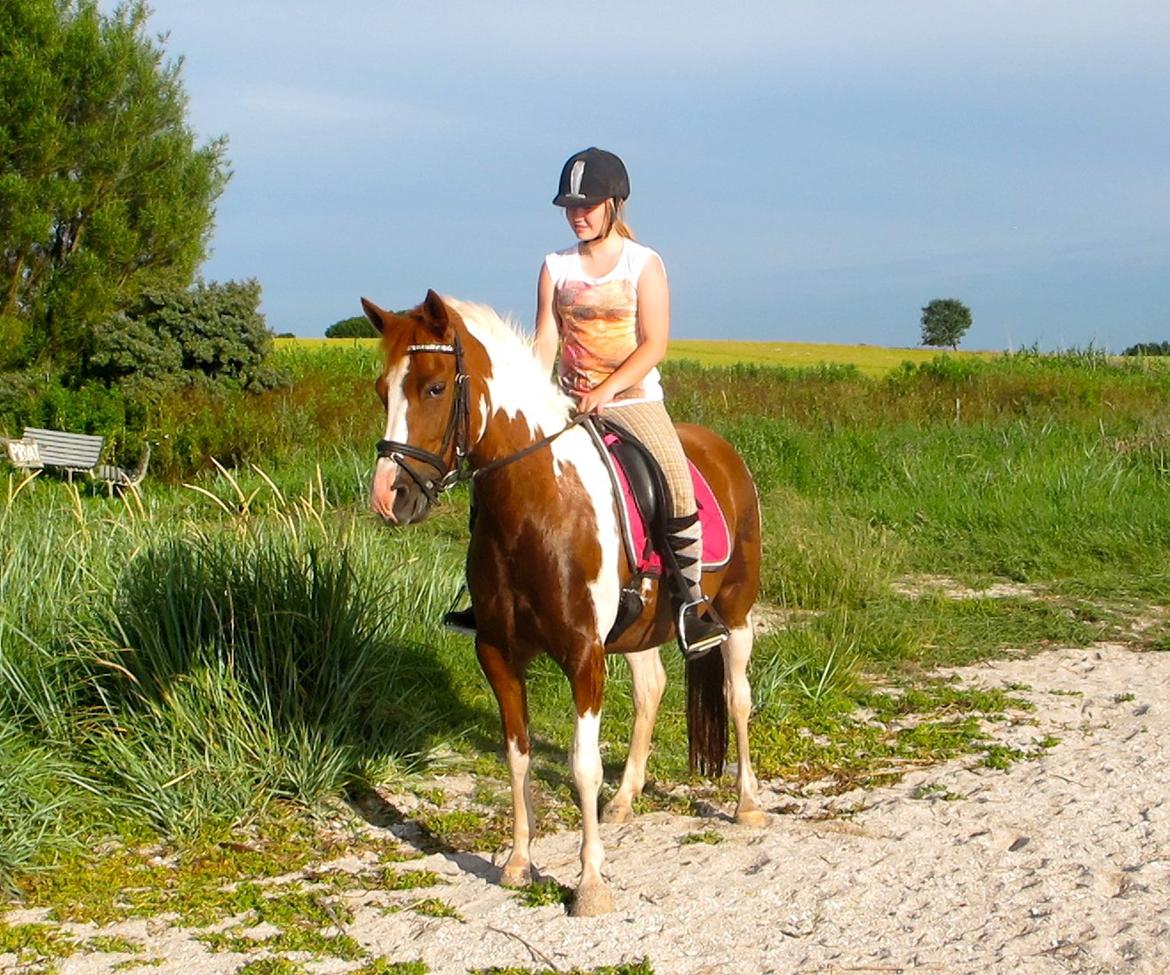 Anden særlig race Sheeba billede 3