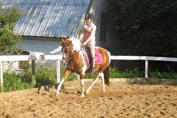 Anden særlig race Sheeba billede 7