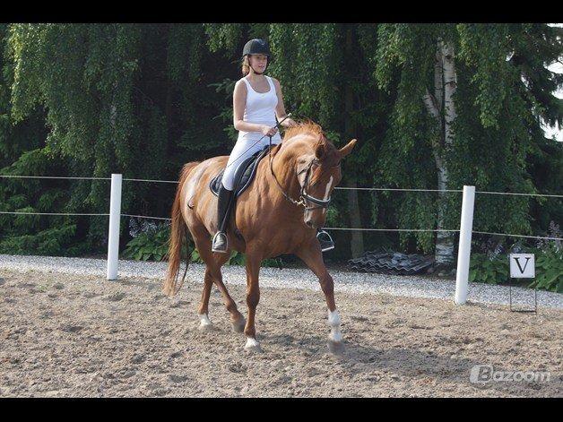 Dansk Varmblod Bolette :-) billede 1