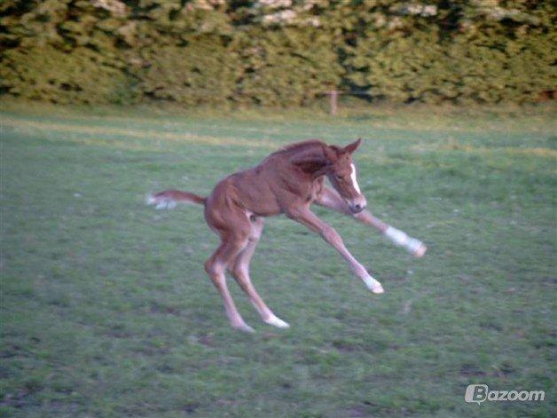 Dansk Varmblod Bolette :-) - Søde Bolette som lille! <3 Dengang var der massere af krudt i hende, det hænger ved! Hehe :D billede 2