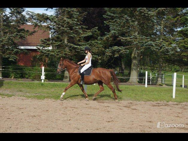 Dansk Varmblod Bolette :-) billede 3