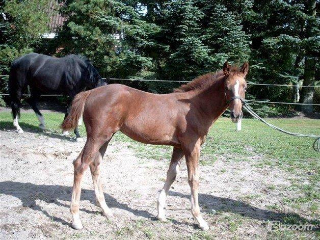 Dansk Varmblod Bolette :-) billede 4