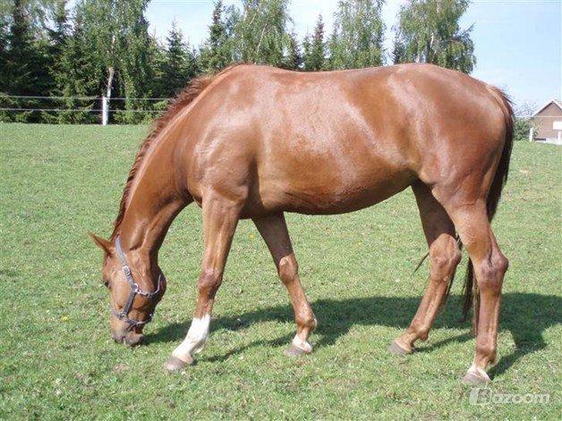 Dansk Varmblod Bolette :-) billede 5