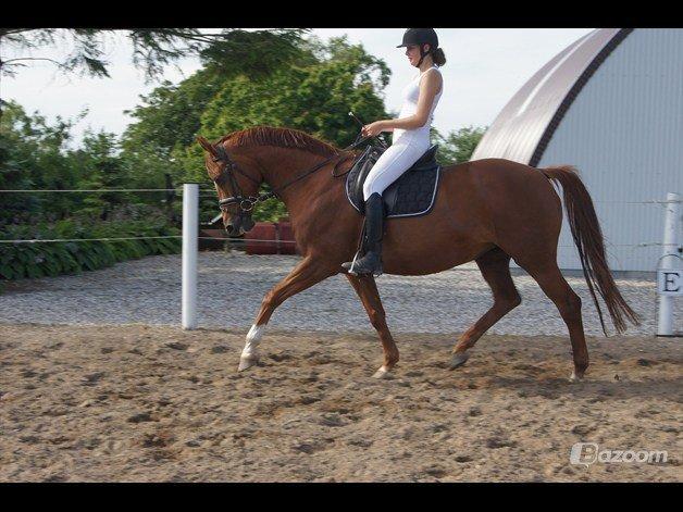 Dansk Varmblod Bolette :-) billede 6