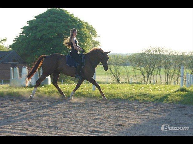 Dansk Varmblod Bellami billede 1